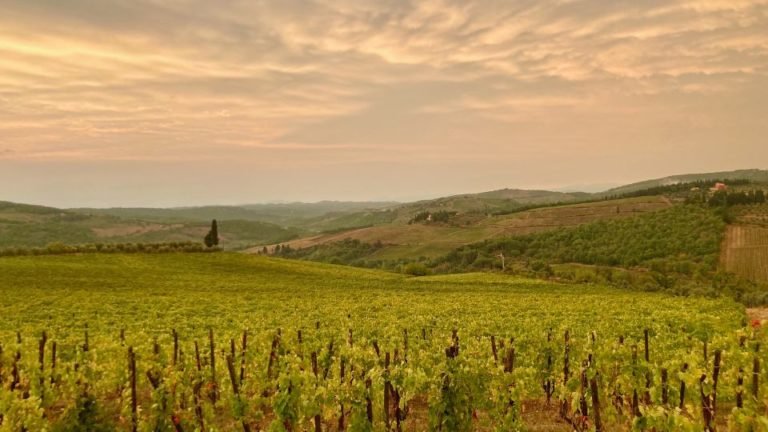 The rolling hills of Chianti as the sun sets, the sky is rather pink