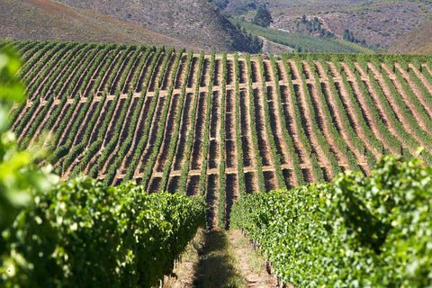 Elgin : the Coolest wine-making region in South Africa, here’s why